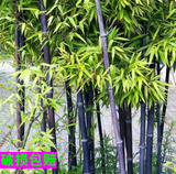 阳台庭院绿化用竹苗【紫竹】庭院辟邪最佳品 可盆栽观赏竹子苗