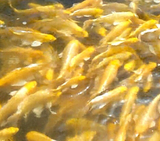 纯种日本黄金活体锦鲤 鱼苗 观赏鱼活体 金鱼 冷水鱼