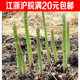 绿芦笋种子 世界十大名蔬菜之王营养高蔬菜种子菜种子 阳台种植