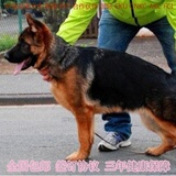 北京纯种德牧犬 锤系德国牧羊犬 幼犬出售 黑背警犬狼狗 宠物狗狗