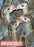 珍珠鸡贵妃鸡受精蛋可孵化七彩山鸡种蛋受精蛋野鸡种蛋土鸡种蛋