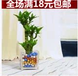 特价水培荷花竹 莲花竹 富贵观音竹 3株组合 开运竹 防辐射