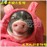 超迷你可爱泰国小香猪活体宠物猪母猪MM买一赠五超值另类生日礼物