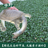 【糯滋滋甲鱼】生态放养 中华鳖 6年2.7斤 公 活体 水鱼 团鱼王八