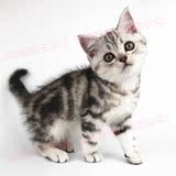宠物猫活体纯种英国短毛猫 虎斑纹猫咪英短立耳重庆实体店包健康