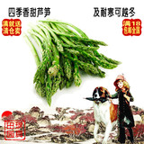 四季香芦笋 蔬菜种子种菜阳台蔬菜生长产量高大田露地小菜园栽培