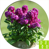 进口紫罗兰种子 四季播 春播 室内阳台盆栽绿植易种花卉种子 花籽