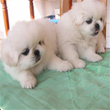 出售纯种北京京巴幼犬赛级宫廷犬超可爱长不大雪白的宠物狗狗28