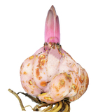 【天天特价】荷兰直达 香水百合花种球 花卉 新鲜带芽一代大球