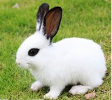 极品熊猫兔宠物兔宝宝 公主兔小白兔熊猫兔子黑兔子活体 包活