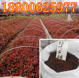 绿化种子 鸀化彩叶种子 红叶石楠种子 红叶石楠球 发芽率有保障