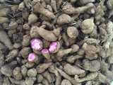 紫色山药豆紫玉淮山种子20斤包邮营养价值高