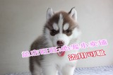 武汉国外引进西伯利亚雪橇犬 家养宠物狗纯种赛级双血统哈士奇