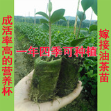 四季可种植高产嫁接容器基质营养杯油茶树苗赣无长林系列薄皮果苗