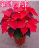 特价销售 室内高档盆栽绿植鲜花 一品红 圣诞花 喜庆花卉 中国红
