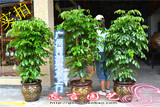 绿宝幸福树 室内客厅办公室盆栽花卉植物 广州送货大棚批发价酬宾