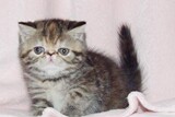 ¤上海个人家养¤异国短毛猫 加菲猫幼猫 棕虎斑高白 赛级品相