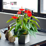 迷你植物 仿真绿植红掌假花盆栽 办公桌餐桌电脑桌桌面绿色小植物