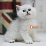【萌猫舍】宠物活体 英国短毛猫 英短银渐层 雪白可爱弟弟1