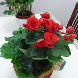 丽格海棠 送给爱人的礼物-情侣红玫瑰海棠 黄色 正是花期