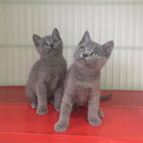 （等待出售）洋仔喵屋纯种英国短毛猫蓝猫宠物活体小猫咪幼崽幼猫
