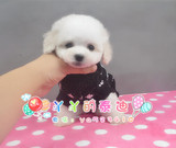 丫丫宠物实物照视频韩版娃娃脸泰迪茶杯微小玩具型白色泰迪狗幼犬