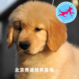 美系双血统纯种金毛幼犬狗狗出售 高品质黄金猎犬包纯种包健康