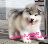 出售纯种阿拉斯加犬阿拉斯加幼犬雪橇犬 血统纯正阿拉宝宝宠物犬