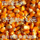 2015四川玉米玉米粒农家自产散装鸽子兔子鸡鸭饲料 五谷杂粮500克