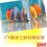 七彩神仙鱼活体 5~6厘米优惠套餐 热带观赏鱼 渔场直供