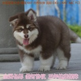 出售赛级血统阿拉斯加雪橇犬巨型纯种阿拉斯加犬幼犬桃脸宠物狗狗