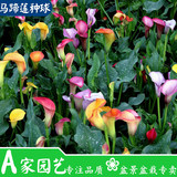 正品彩色马蹄莲种球 室内绿植花卉盆栽马蹄莲苗当年开花 包邮