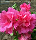 垂吊天竺葵粉玫瑰成品大苗，98包邮。
