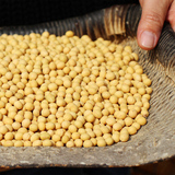 山西武乡农家自种黄豆非转基因绿色土特产杂粮能发豆芽500g