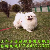 上海转让纯种京巴幼犬出售北京犬纯白宠物狗长不大小型犬领养