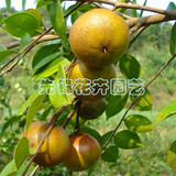 果树嫁接果苗 果大且产量高大果红花油茶苗 四季常青 出油率最高