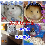 仓鼠宝宝 布丁/银狐/三线/紫仓 可爱小宠物活体 可选情侣鼠送礼包