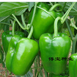 盆栽辣椒种子 超大甜椒王种子 青椒灯笼椒 庭院阳台易种辣椒籽