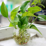 桌面绿植 可土培 水培 花卉 绿萝吊兰 长绿植物 可净化空气  易养