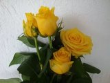 金枝玉叶 新品切花月季黄色玫瑰花苗带育苗杯发货包对版花型大