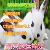 小白兔宠物兔兔宝宝 公主兔熊猫兔子黑兔小野兔 兔子活体包邮包活