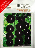 黑珍珠种子/圣女果/小西红柿/番茄/阳台种盆栽 蔬菜水果瓜 超好吃