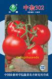 番茄种子 中杂302 1000粒/袋 红果大果型保护地 中国农科院