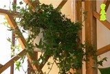 常春藤盆栽 强效除甲醛 净化空气植物卧室花卉绿植办公室绿化盆载