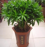 百合竹富贵竹绿色植物观叶盆栽办公室居家室内大吸甲醛净化空气