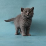 南京唐钰纯猫店--蓝色英国短毛猫-大头包子脸-长期专业出售