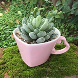 新品时尚卡通粉红色心形艺术杯多肉陶瓷花盆带把手创意可爱小盆栽
