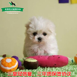 引进玛马尔济斯犬纯种幼犬 出售宠物狗北京可上门挑选狗狗可送货
