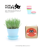 白猪商店 北海道种植猫草套餐 猫薄荷 吐毛球猫草 真正土壤