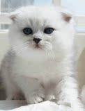 家养纯种宠物猫银渐层银虎斑英短英国短毛猫苏格兰折耳猫起司猫DD